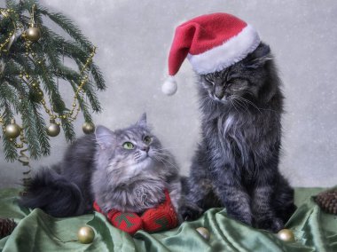Noel Baba şapkalı iki kedi Noel ağacının altında