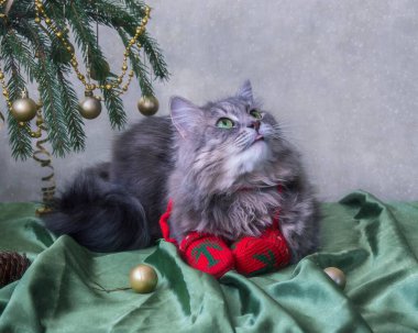 Kışın tebrik kartı için sevimli gri kediciğin portresi.