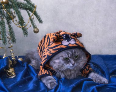 Kışın tebrik kartı için sevimli gri kediciğin portresi.