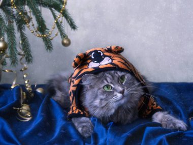 Kışın tebrik kartı için sevimli gri kediciğin portresi.