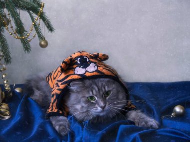 Kışın tebrik kartı için sevimli gri kediciğin portresi.