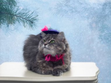 Kışın tebrik kartı için sevimli gri kediciğin portresi.