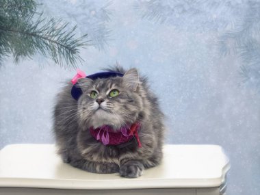 Kışın tebrik kartı için sevimli gri kediciğin portresi.