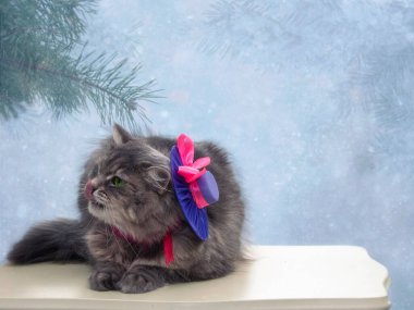 Kışın tebrik kartı için sevimli gri kediciğin portresi.