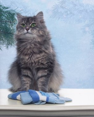 Kışın tebrik kartı için sevimli gri kediciğin portresi.