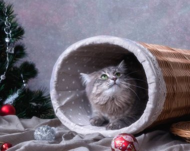 Yeni yıl tebrik kartı ve sevimli kedicik.