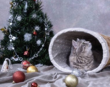 Yeni yıl tebrik kartı ve sevimli kedicik.