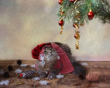 Kostümlü güzel kedi Kırmızı Başlıklı Kız