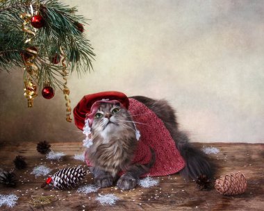 Kostümlü güzel kedi Kırmızı Başlıklı Kız