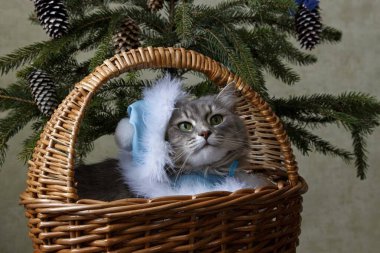 Kar bakiresi kostümlü güzel gri kedicik.