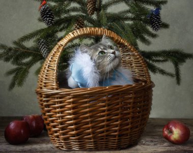 Kar bakiresi kostümlü güzel gri kedicik.