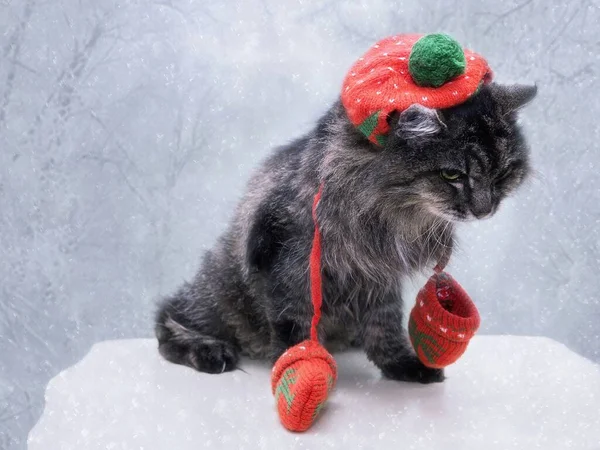 Портрет Забавного Кота Поздравительной Открытки Зиму — стоковое фото