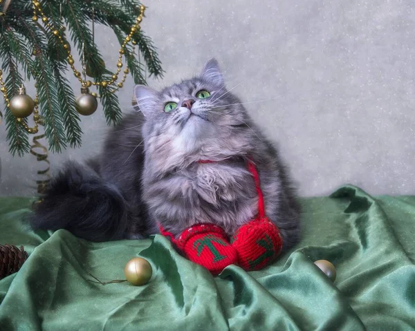 Porträt Der Entzückenden Grauen Miezekatze Für Die Winter Glückwunschkarte — Stockfoto