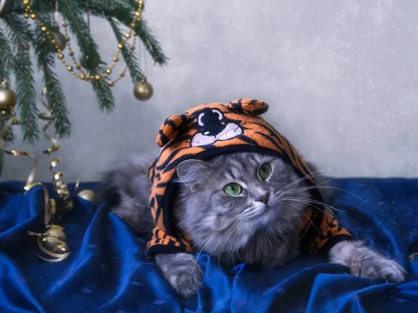 Kışın tebrik kartı için sevimli gri kediciğin portresi.