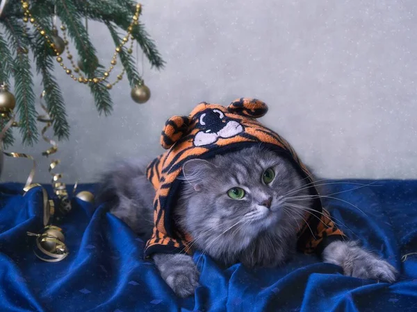 카드를 귀여운 고양이의 — 스톡 사진