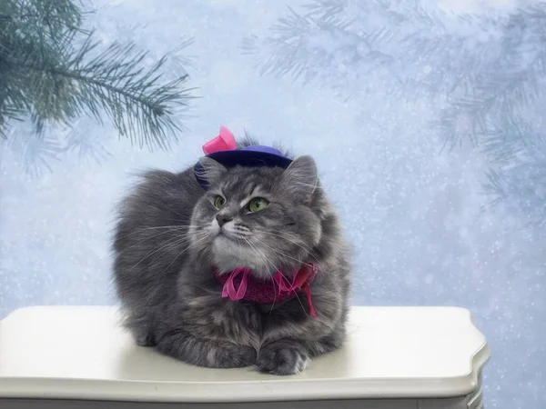 Kışın tebrik kartı için sevimli gri kediciğin portresi.