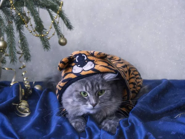 Kışın tebrik kartı için sevimli gri kediciğin portresi.