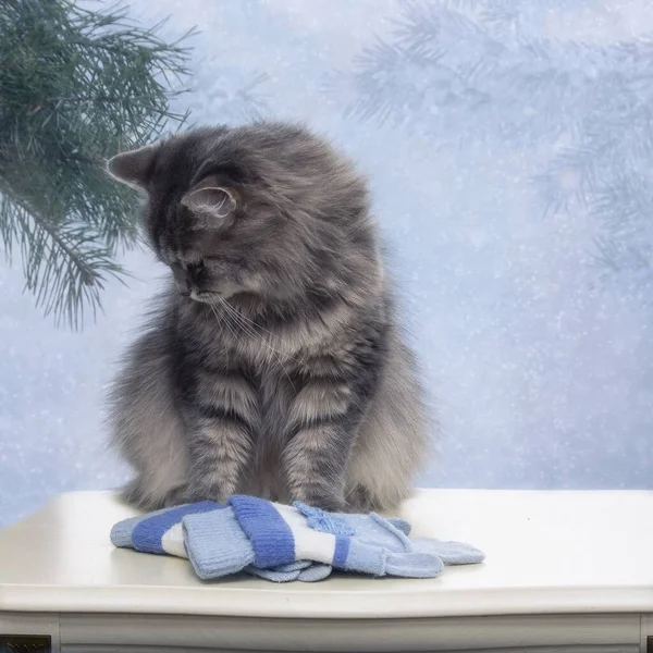 Porträt Der Entzückenden Grauen Miezekatze Für Die Winter Glückwunschkarte — Stockfoto