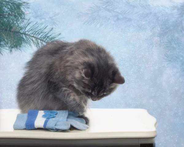 Kışın tebrik kartı için sevimli gri kediciğin portresi.