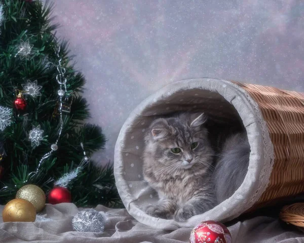 有可爱猫咪的新年贺卡 — 图库照片