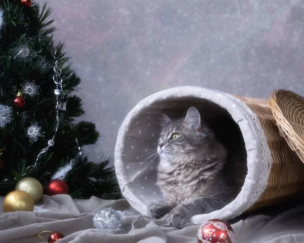 Novoroční Přání Rozkošnou Kočičkou — Stock fotografie