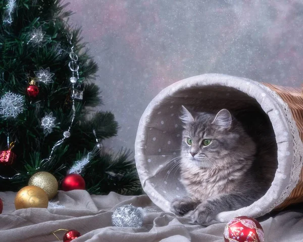 Neujahrsgrußkarte Mit Entzückendem Kätzchen — Stockfoto