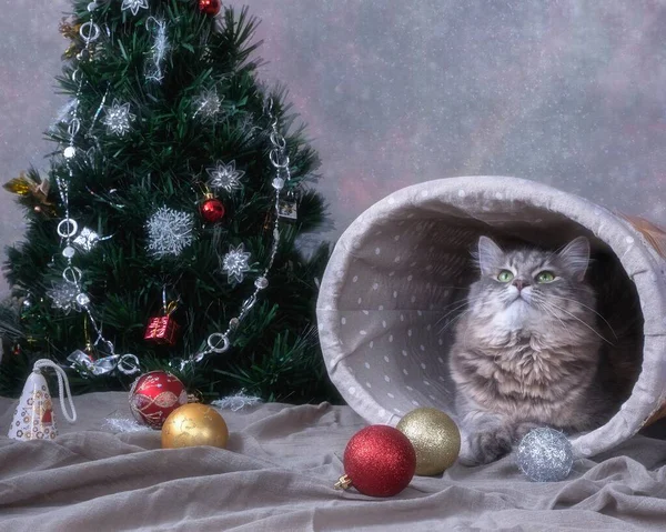 Tarjeta Felicitación Año Nuevo Con Gatito Adorable —  Fotos de Stock