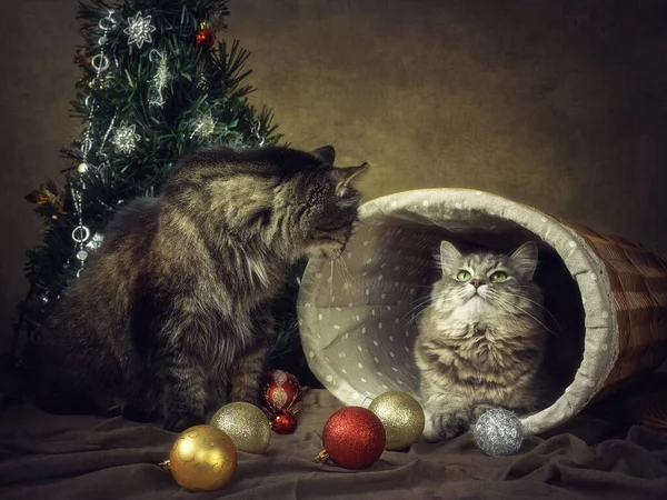 Neujahrsgrußkarte Mit Entzückenden Katzen — Stockfoto