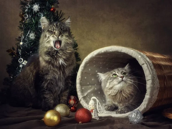 Tarjeta Felicitación Año Nuevo Con Gatos Adorables —  Fotos de Stock