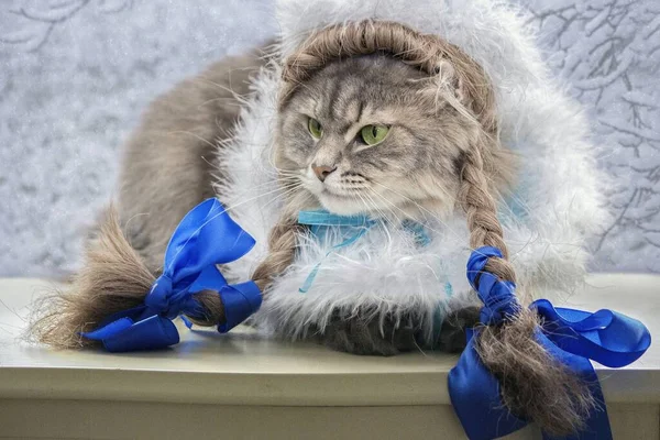 크리스마스 코스튬을 아름다운 고양이 — 스톡 사진