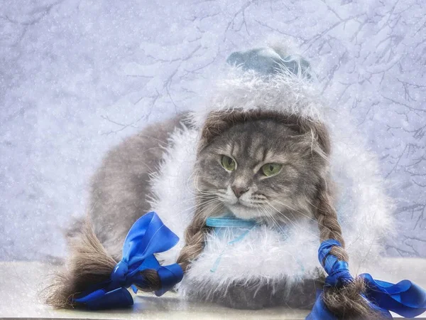 Güzel gri kedi Noel ağacının altında bir Noel kostümü içinde