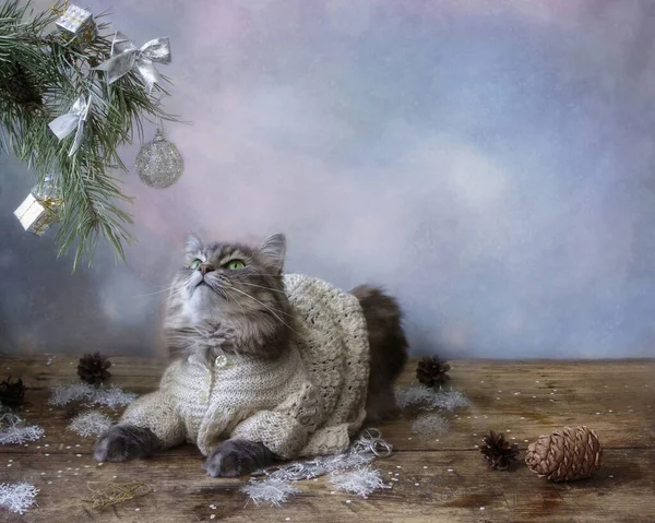 Entzückende Graue Miezekatze Unterm Weihnachtsbaum — Stockfoto