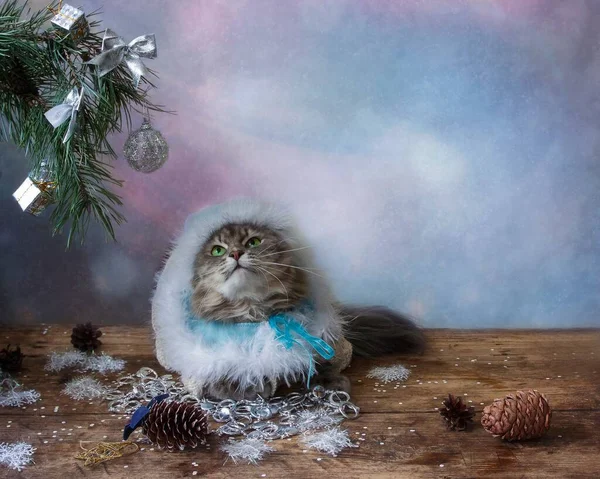 白雪公主装扮的漂亮灰猫 — 图库照片
