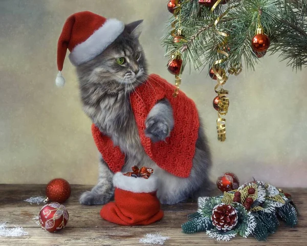 Kitty Santa Kapelusz Pod Choinką — Zdjęcie stockowe