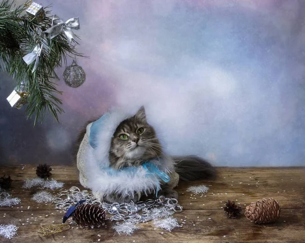 白雪公主装扮的漂亮灰猫 — 图库照片