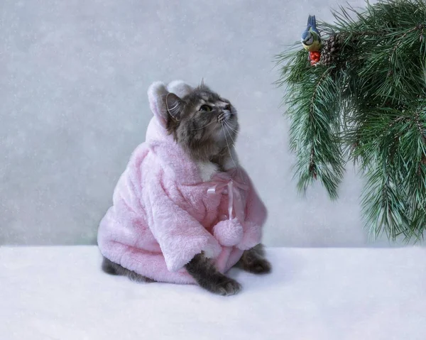 Kartka Świąteczna Pięknym Kotem Różowym Futrze — Zdjęcie stockowe