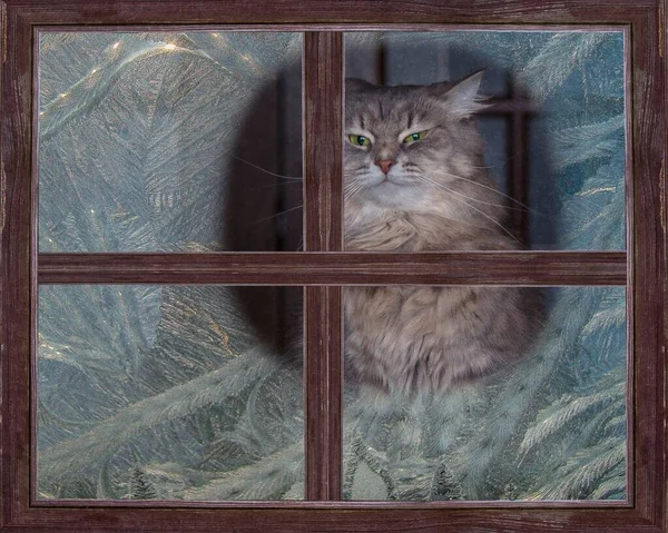 Portrait Beau Chaton Gris Derrière Fenêtre Givre — Photo