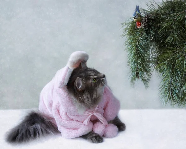 Weihnachtskarte Mit Einer Schönen Katze Rosa Pelzmantel — Stockfoto