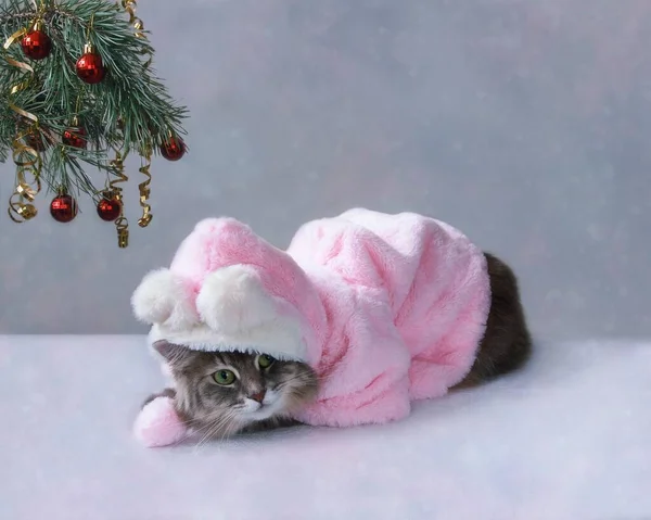 Weihnachtskarte Mit Einer Schönen Katze Rosa Pelzmantel — Stockfoto