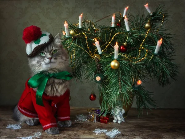 Gatinho Cinza Adorável Sob Árvore Natal — Fotografia de Stock