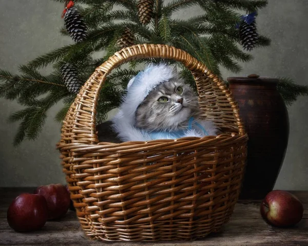 Portret Mooi Grijs Poesje Sneeuw Maagd Kostuum — Stockfoto