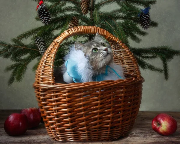 Kar bakiresi kostümlü güzel gri kedicik.