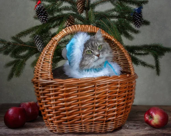 Kar bakiresi kostümlü güzel gri kedicik.