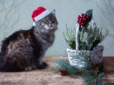 Noel Baba şapkası ve Noel süsleri içinde güzel komik bir kedi.