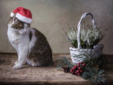 Noel Baba şapkası ve Noel süsleri içinde güzel komik bir kedi.