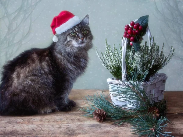 Schöne Lustige Katze Mit Weihnachtsmütze Und Weihnachtsdekoration — Stockfoto