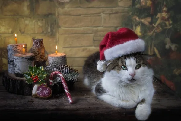 Schöne Lustige Katze Mit Weihnachtsmütze Und Weihnachtsdekoration — Stockfoto