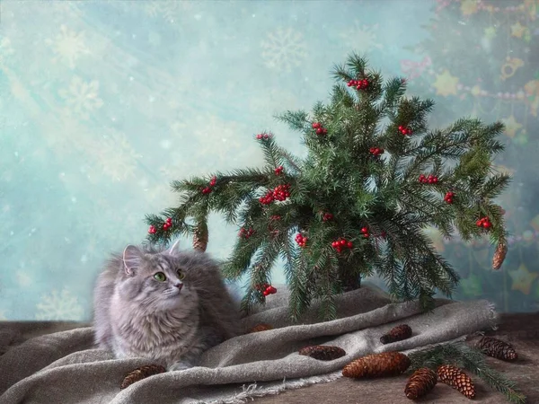 漂亮的灰色猫咪和圣诞树 — 图库照片