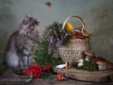  Sevimli gri kedicik ve mantarlı sepet