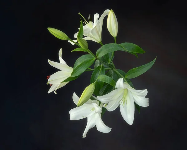 Branch of white lily on black background